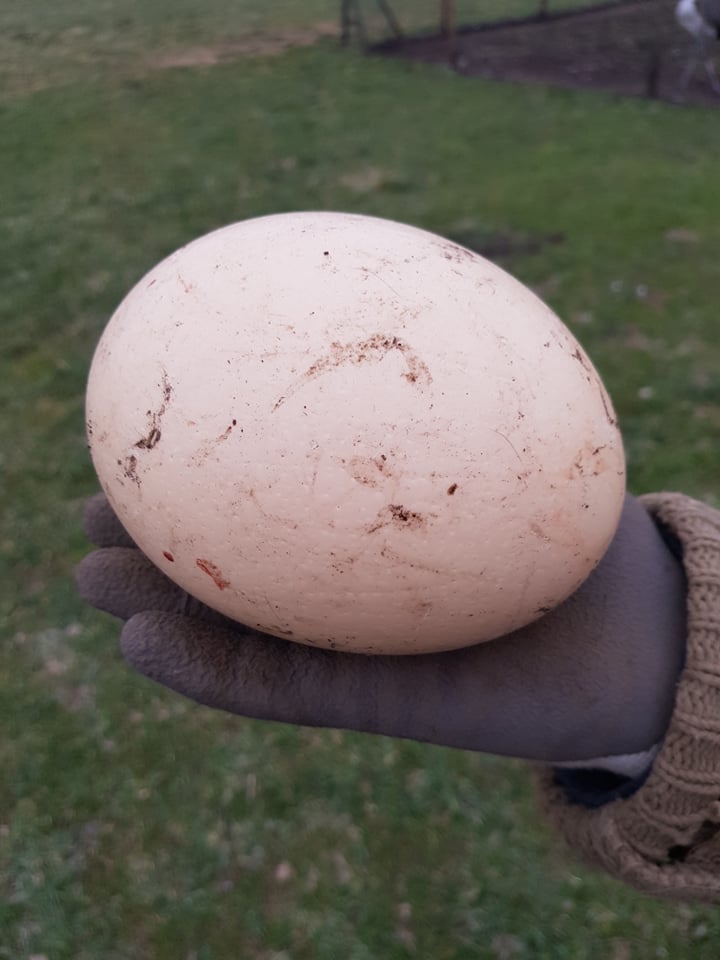 Afrikinio stručio kiaušinis