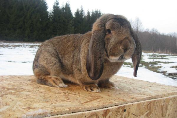 THE FRENCH SHEEP RABBIT 