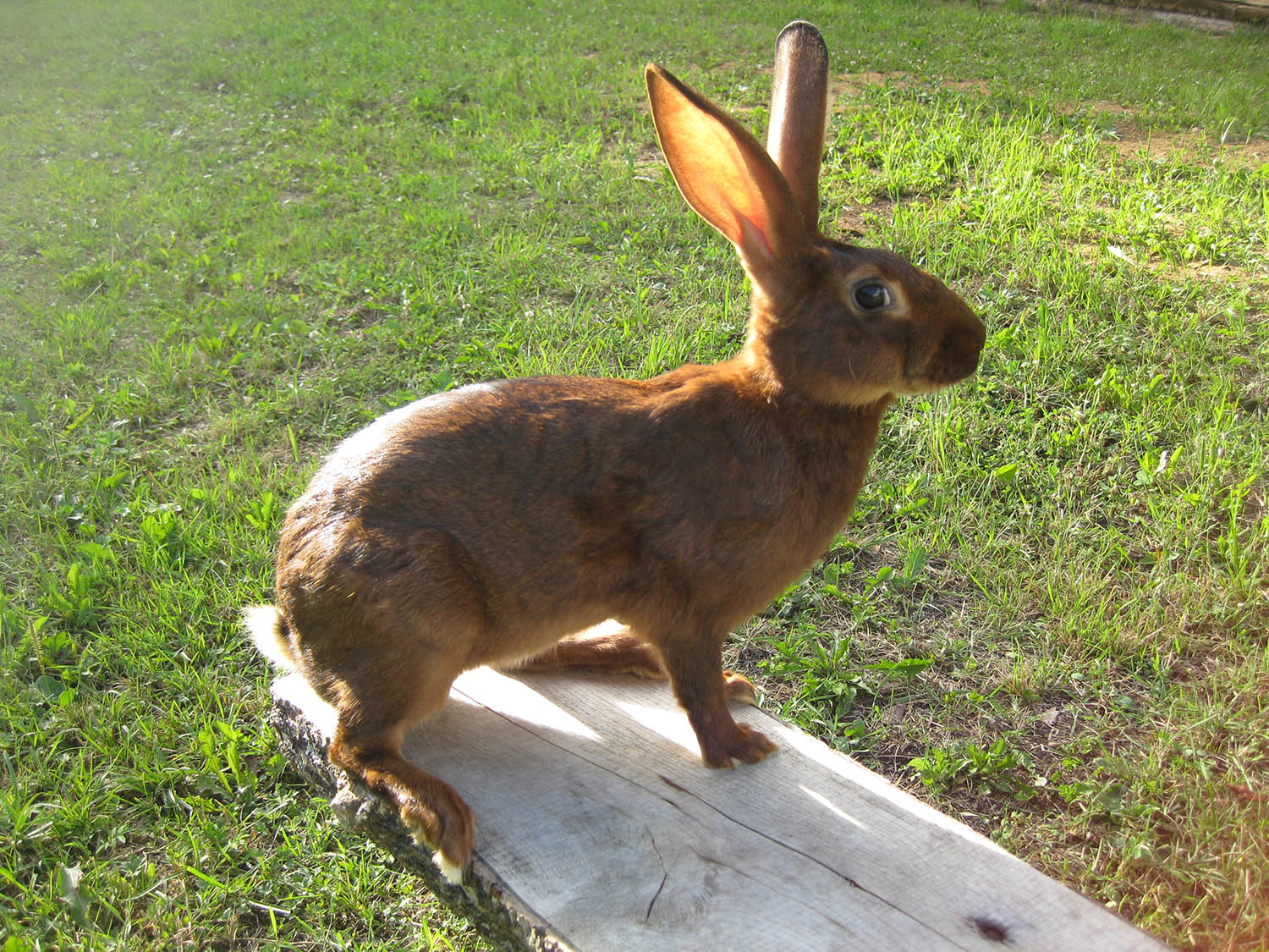 THE BELGIAN HARE